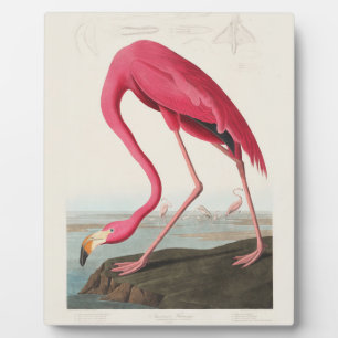 Placa Expositora Flamenco Rosado por John Audubon