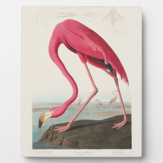 Placa Expositora Flamenco Rosado por John Audubon