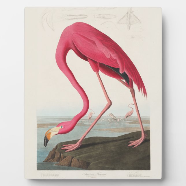 Placa Expositora Flamenco Rosado por John Audubon (Frente)