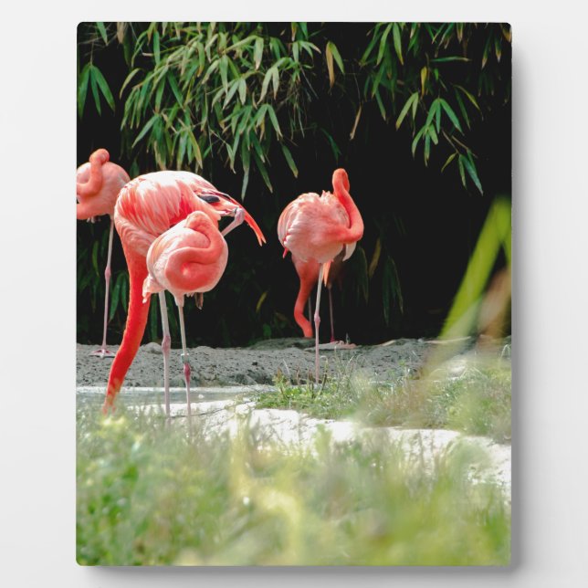 Placa Expositora flamingo (Frente)