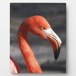 Placa Expositora Flamingo