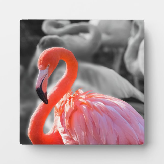 Placa Expositora Flamingo Bird Photography (Frente)