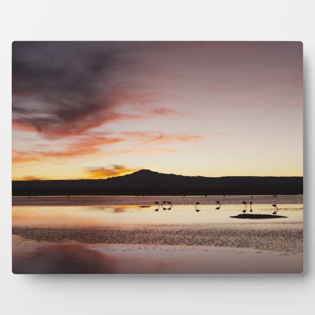 Placa Expositora Flamingo de Chile (Frente)