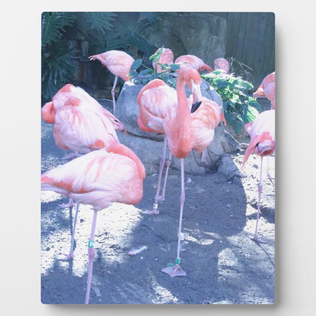 Placa Expositora Flamingo de pie (Frente)