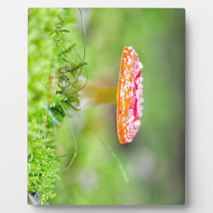 Placa Expositora Fliegenpilz