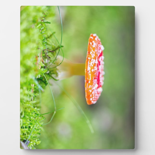 Placa Expositora Fliegenpilz (Frente)