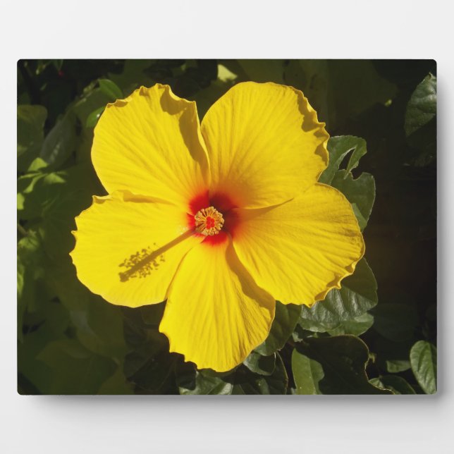Placa Expositora Flor amarilla hibiscus (Frente)