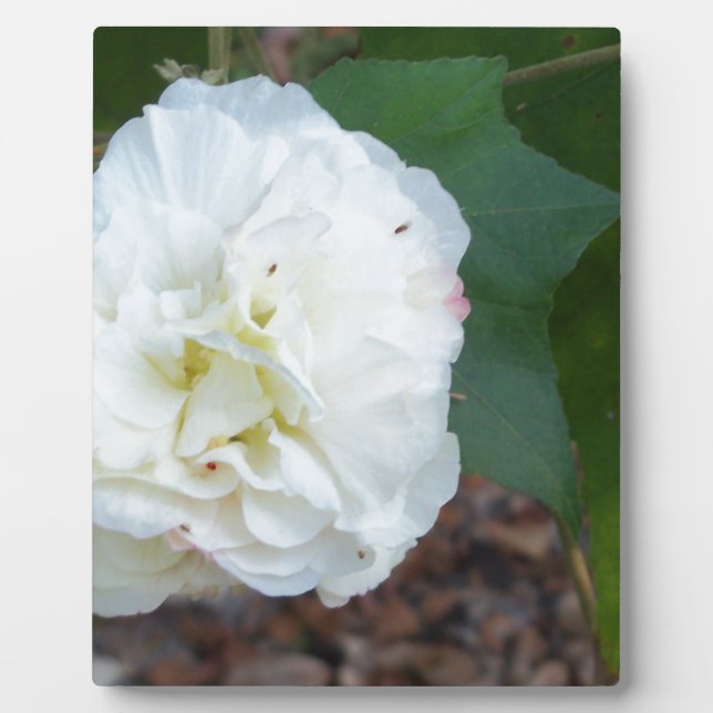 Placa Expositora flor blanca de hibisco mutabilis (Frente)