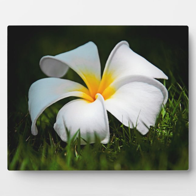 Placa Expositora Flor blanca Plumeria Frangipani Hawaii (Frente)