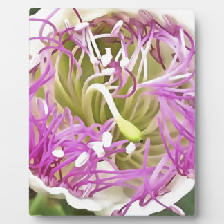 Placa Expositora Flor Caper Blossom Arte Botánico