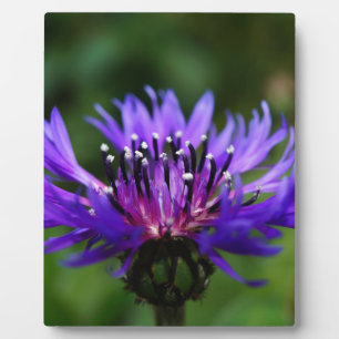 Placa Expositora Flor de Aciano Azul Flor de la Paz Amor Destino