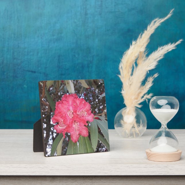 Placa Expositora Flor de árbol rojo (in situ)