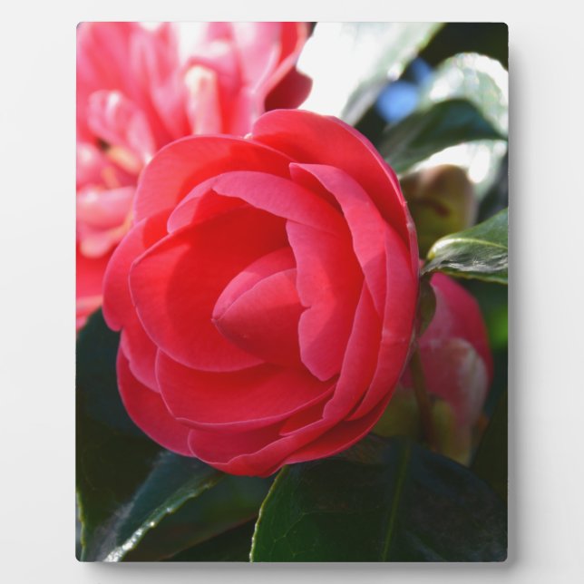 Placa Expositora Flor de Camelia (Frente)
