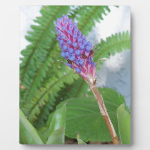 Placa Expositora Flor de cazo azul Bromeliad