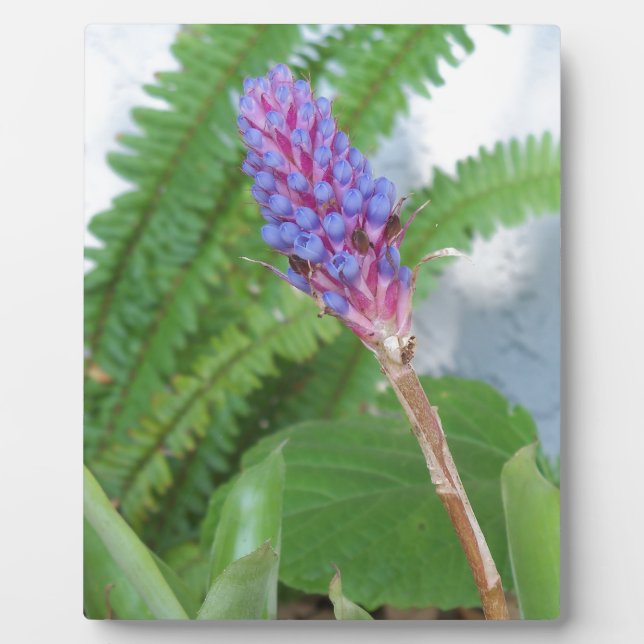 Placa Expositora Flor de cazo azul Bromeliad (Frente)