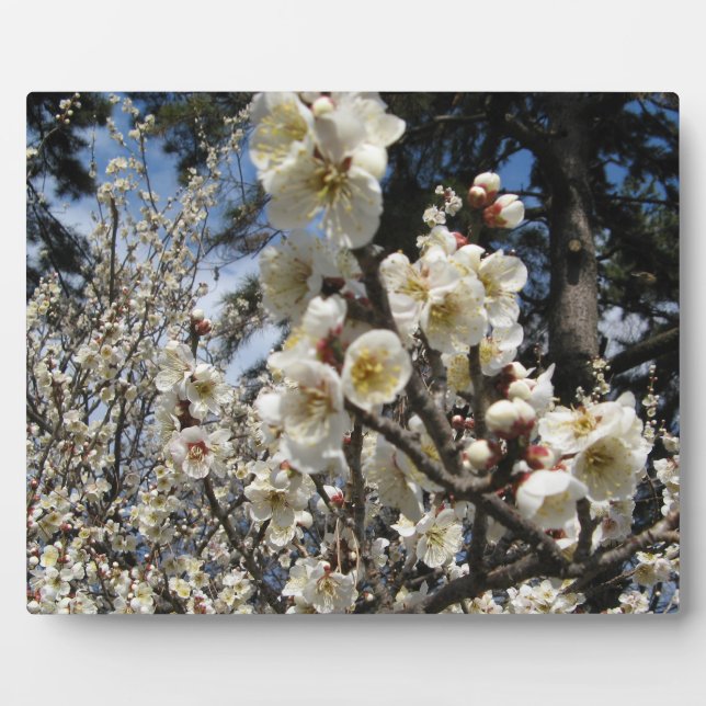 Placa Expositora Flor de cerezo blanco / サ・(桜) Sakura/Sakura de cer (Frente)