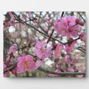Placa Expositora Flor de cerezo rosado / Sakura サ・(桜).