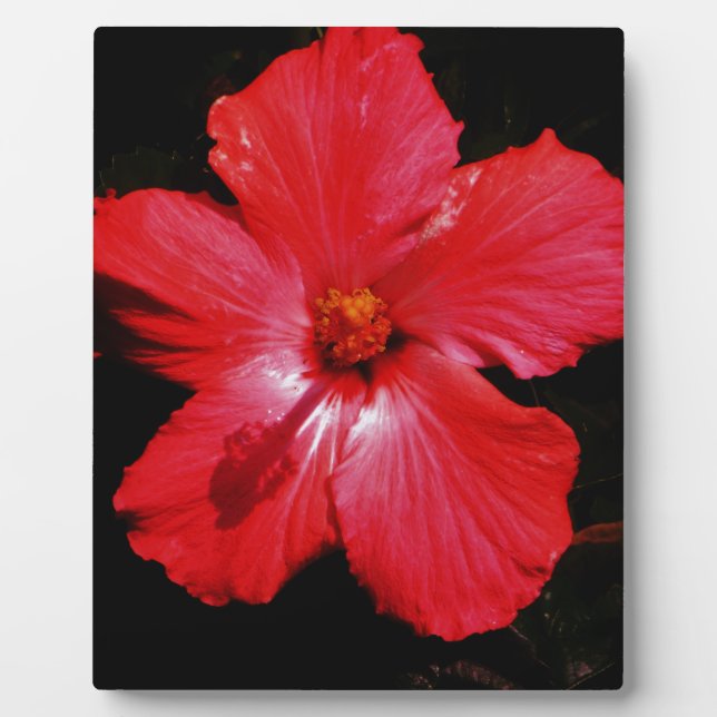 Placa Expositora Flor de Hibiscus rojo rosado caliente en negro (Frente)