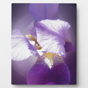 Placa Expositora flor de iris púrpura
