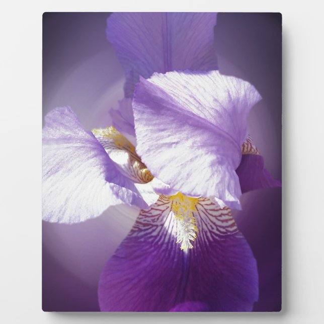 Placa Expositora flor de iris púrpura (Frente)