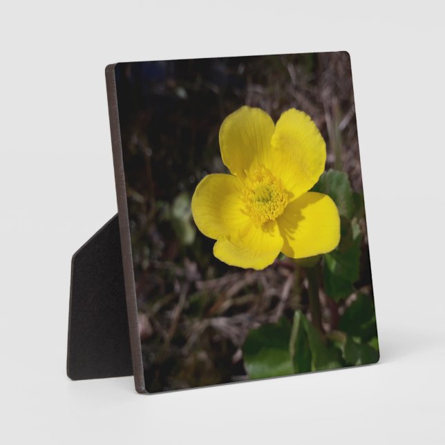 Placa Expositora Flor de jardín amarilla (Anverso)