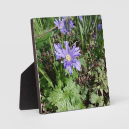 Placa Expositora Flor de jardín azul