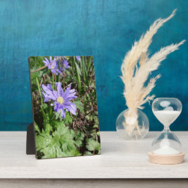 Placa Expositora Flor de jardín azul