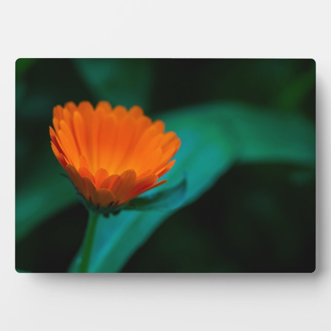 Placa Expositora Flor de margarita naranja (Frente)