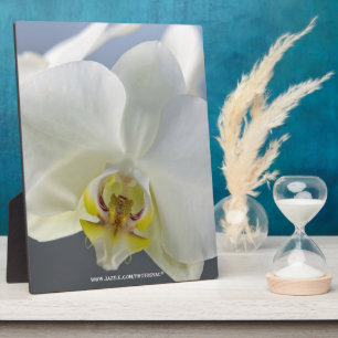 Placa Expositora Flor de orquídea blanca