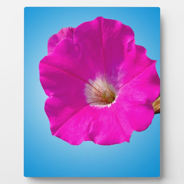 Placa Expositora flor de petunia rosa de fondo azul. (Frente)
