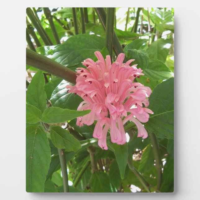 Placa Expositora Flor de plumas brasileña (Frente)