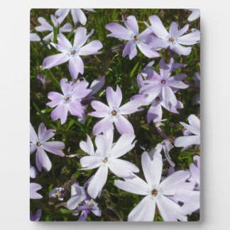 Placa Expositora Flor del Phlox
