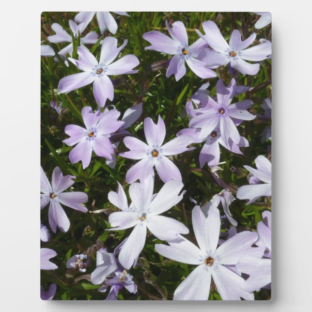 Placa Expositora Flor del Phlox (Frente)