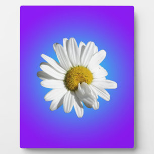 Placa Expositora Flor Flor de Margarita Blanca Gradiente Azul Púrpu
