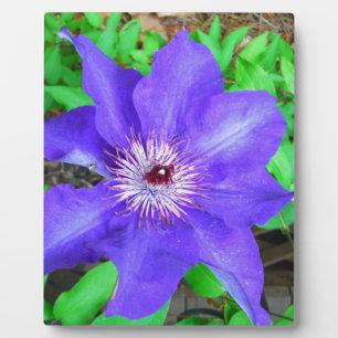 Placa Expositora Flor morada de clematis