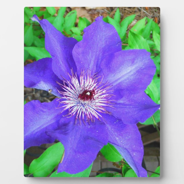 Placa Expositora Flor morada de clematis (Frente)