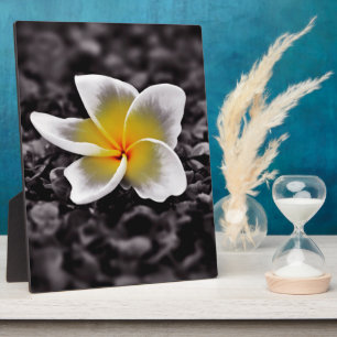 Placa Expositora Flor Plumeria Frangipani Hawaii