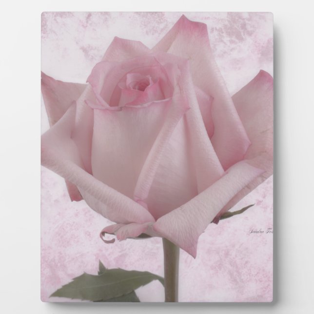 Placa Expositora Flor rosa suave (Frente)