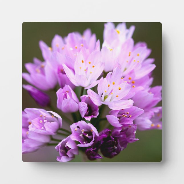 Placa Expositora Flor salvaje (Frente)