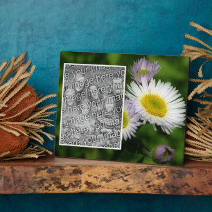 Placa Expositora Flor salvaje Fleabane Daisy Crea Tu Propia Foto