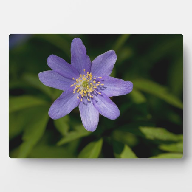 Placa Expositora Flor silvestre (Frente)