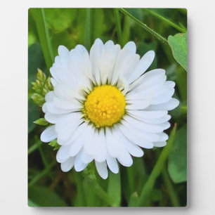 Placa Expositora Flor Silvestre Rumania – Macro Fotografía Botánica