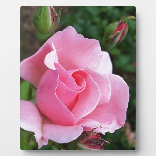 Placa Expositora florecimiento rosa rosado (Frente)