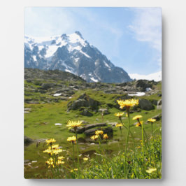 Placa Expositora Flores alpinas - Hermosas!