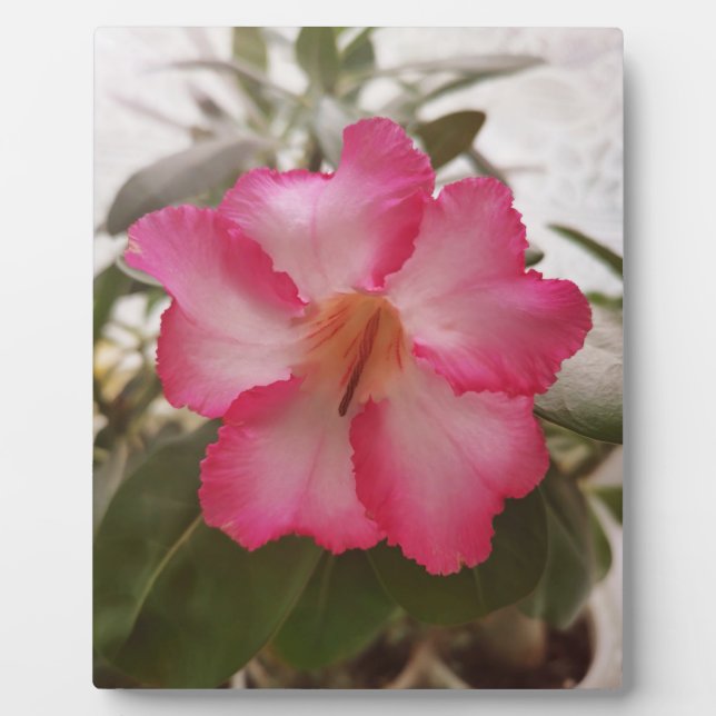 Placa Expositora Flores blancas rosadas Adenium floral naturaleza g (Frente)