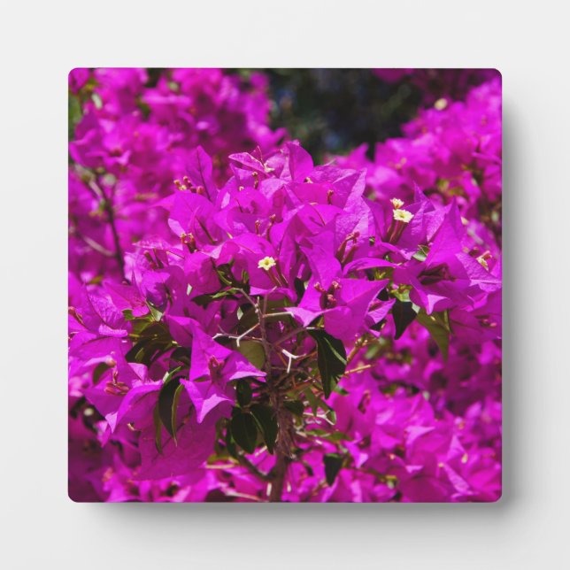 Placa Expositora flores de Bougainvillea púrpura (Frente)