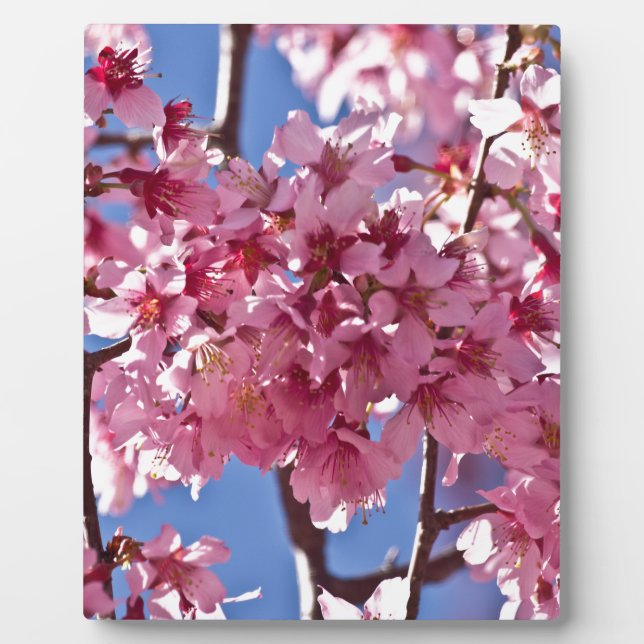 Placa Expositora Flores de Cerezo Sakura Estrellas Rojas (Frente)