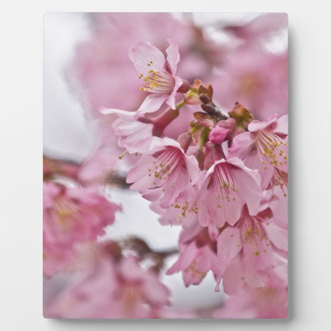 Placa Expositora Flores de cerezo Sakura Rosa Pálido (Frente)
