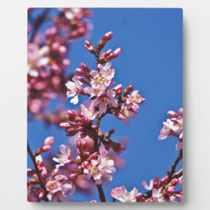 Placa Expositora Flores de cerezo sakura tocan el azul