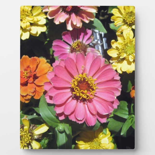 Placa Expositora Flores de colores (Frente)